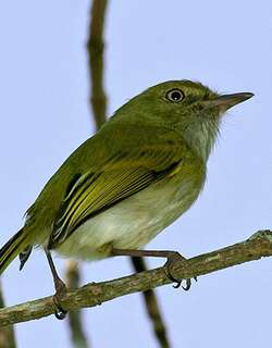 悬巢哑霸鹟 / Hangnest Tody-Tyrant / Hemitriccus nidipendulus