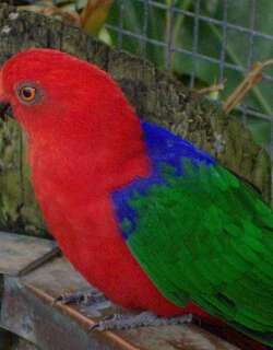 安汶王鹦鹉 / Moluccan King Parrot / Alisterus amboinensis