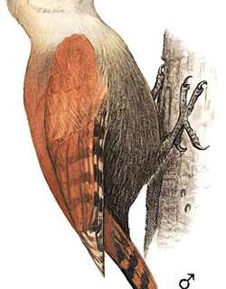 竹啄木鸟 / Pale-headed Woodpecker / Gecinulus grantia