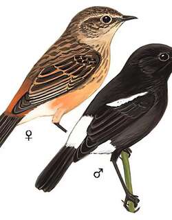 白斑黑石䳭 / Pied Bush Chat / Saxicola caprata