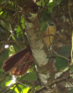 苏拉鸦鹃 / Bay Coucal / Centropus celebensis