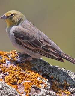 苍头鹀 / Cinereous Bunting / Emberiza cineracea