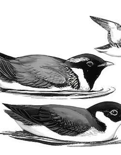 扁嘴海雀 / Ancient Murrelet / Synthliboramphus antiquus