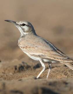 拟戴胜百灵 / Greater Hoopoe-Lark / Alaemon alaudipes