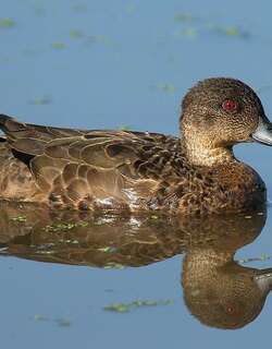 灰鸭 / Grey Teal / Anas gracilis