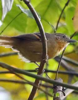 白眼蚁鹩 / White-eyed Stipplethroat / Epinecrophylla leucophthalma