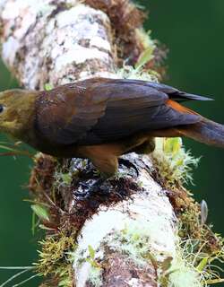 褐背拟椋鸟 / Russet-backed Oropendola / Psarocolius angustifrons