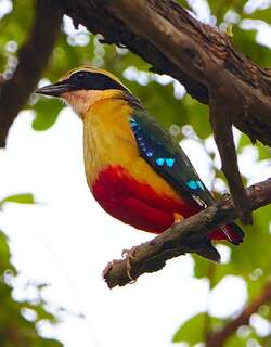 非洲八色鸫 / African Pitta / Pitta angolensis