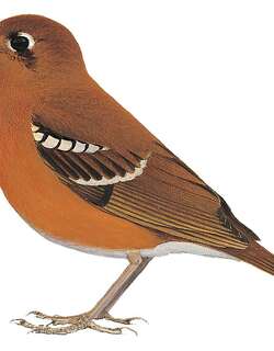 澳氏地鸫 / Oberländer’s Ground Thrush / Geokichla oberlaenderi