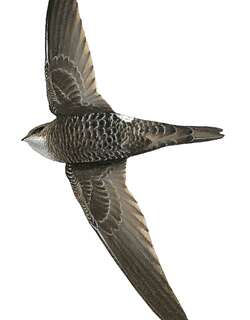 布莱氏雨燕 / Blyth’s Swift / Apus leuconyx
