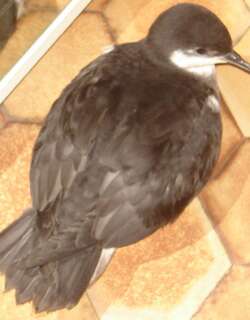 热带鹱 / Tropical Shearwater / Puffinus bailloni