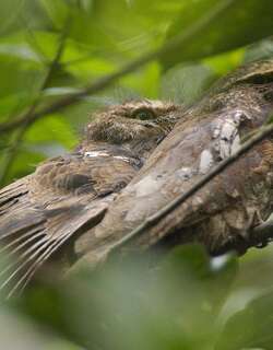 爪哇蟆口鸱 / Javan Frogmouth / Batrachostomus javensis