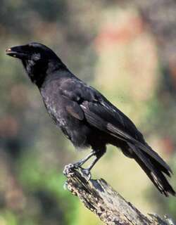 夏威夷乌鸦 / Hawaiian Crow / Corvus hawaiiensis
