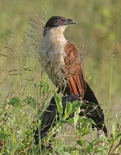 铜尾鸦鹃 / Coppery-tailed Coucal / Centropus cupreicaudus