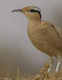 乳色走鸻 / Cream-colored Courser / Cursorius cursor