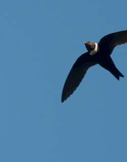 白领黑雨燕 / White-collared Swift / Streptoprocne zonaris
