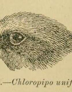 橄榄绿娇鹟 / Olive Manakin / Xenopipo uniformis