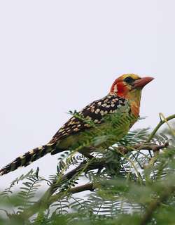红黄拟䴕 / Red-and-yellow Barbet / Trachyphonus erythrocephalus