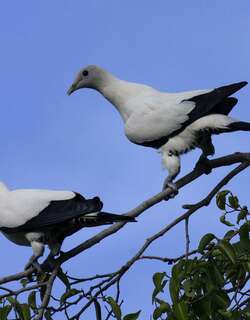 澳洲斑皇鸠 / Torresian Imperial Pigeon / Ducula spilorrhoa