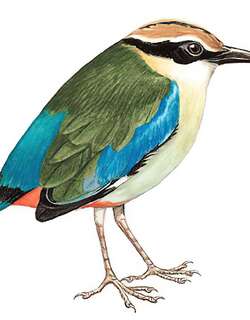 仙八色鸫 / Fairy Pitta / Pitta nympha