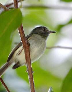 双斑侏霸鹟 / Double-banded Pygmy Tyrant / Lophotriccus vitiosus