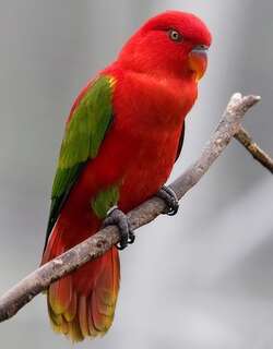 噪鹦鹉 / Chattering Lory / Lorius garrulus