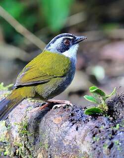 大黑纹头雀 / Black-striped Sparrow / Arremonops conirostris