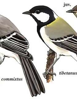 大山雀 / Great Tit / Parus major