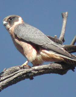 姬隼 / Australian Hobby / Falco longipennis
