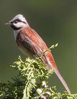 白顶鹀 / White-capped Bunting / Emberiza stewarti