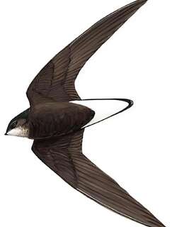 灰喉针尾雨燕 / Silver-backed Needletail / Hirundapus cochinchinensis