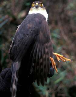 淡胸鹰 / Plain-breasted Hawk / Accipiter ventralis