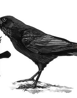 渡鸦 / Northern Raven / Corvus corax