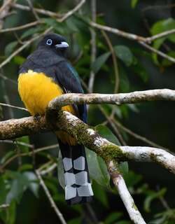 黑头美洲咬鹃 / Black-headed Trogon / Trogon melanocephalus