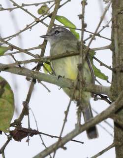 林伊拉鹟 / Forest Elaenia / Myiopagis gaimardii