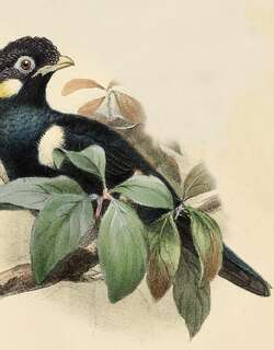 苏拉王椋鸟 / Sulawesi Myna / Basilornis celebensis