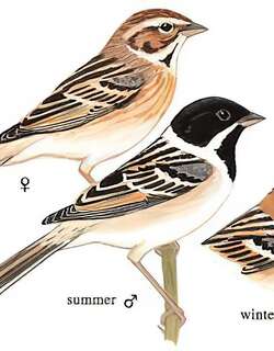 苇鹀 / Pallas’s Reed Bunting / Emberiza pallasi