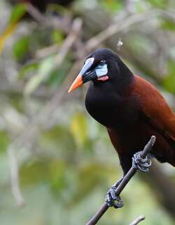 褐拟椋鸟 / Montezuma Oropendola / Psarocolius montezuma