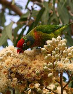 杂色鹦鹉 / Varied Lorikeet / Psitteuteles versicolor