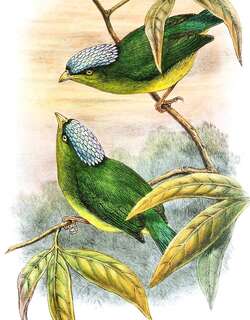 乳白冠娇鹟 / Opal-crowned Manakin / Lepidothrix iris