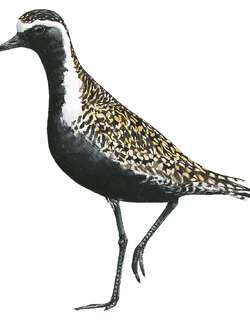 美洲金鸻 / American Golden Plover / Pluvialis dominica