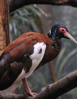 凤头林鹮 / Madagascan Ibis / Lophotibis cristata