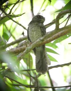 斑裸鼻鸱 / Barred Owlet-nightjar / Aegotheles bennettii