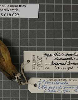 灰蚁鹩 / Grey Antwren / Myrmotherula menetriesii