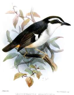 白胸杂色鹟 / Black-chinned Robin / Poecilodryas brachyura