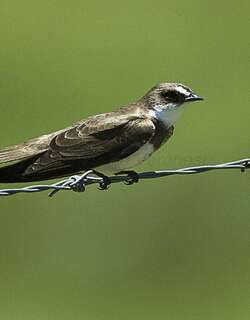 斑沙燕 / Banded Martin / Riparia cincta