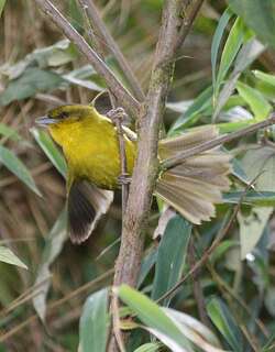 帕氏拟雀 / Parodi’s Hemispingus / Kleinothraupis parodii