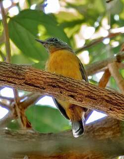 黑灰蚁鵙 / Blackish-grey Antshrike / Thamnophilus nigrocinereus