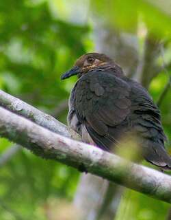 大褐果鸠 / Amethyst Brown Dove / Phapitreron amethystinus