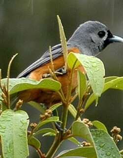 黑脸王鹟 / Black-faced Monarch / Monarcha melanopsis